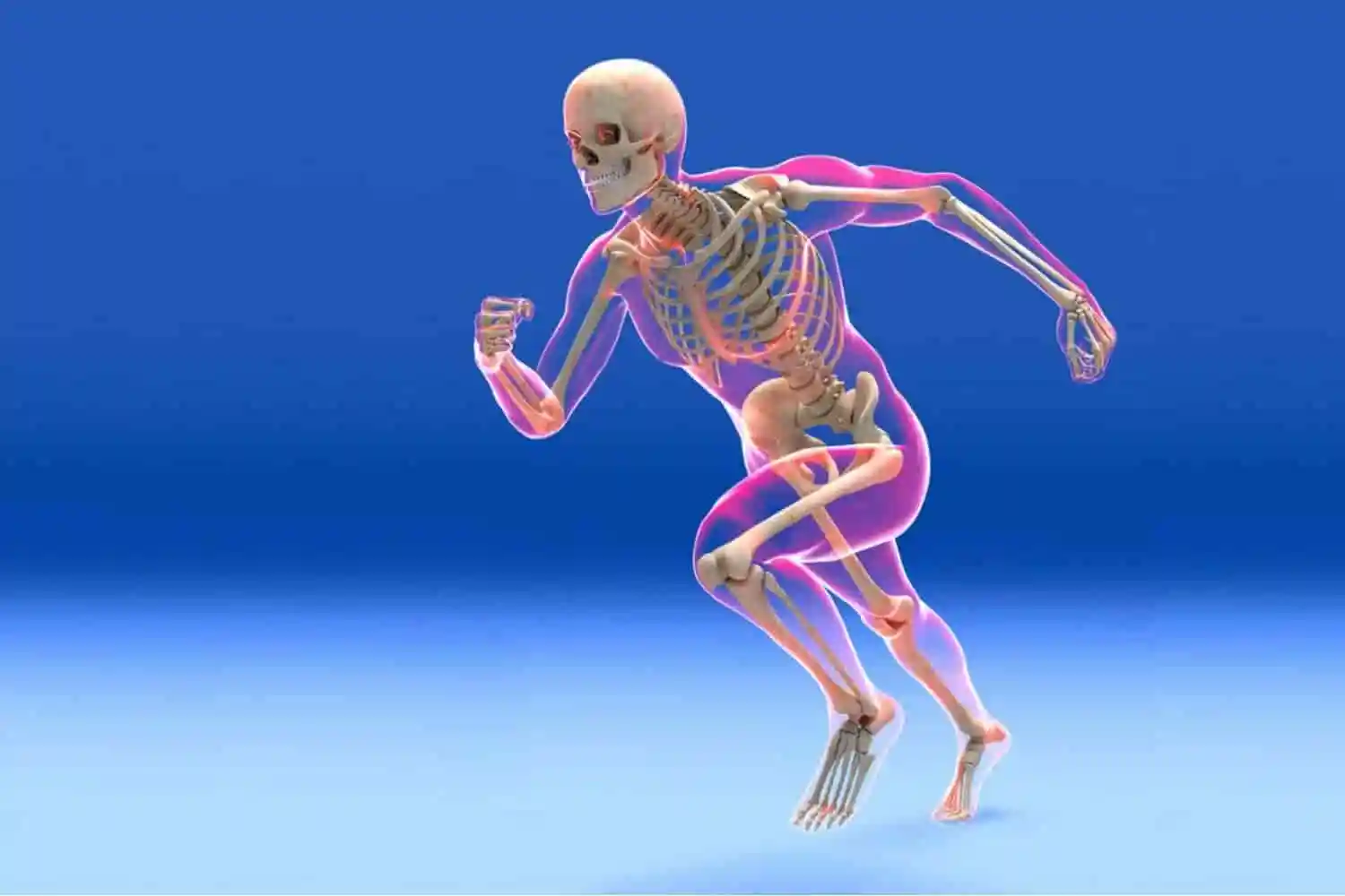 Skeletal  system